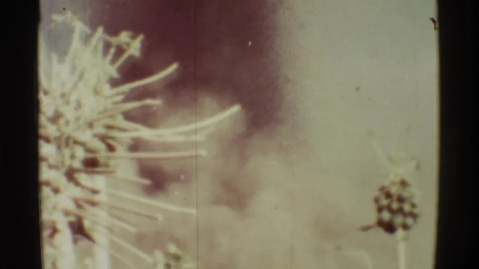 1971 Hawaii home-movie frame with dry flower stems in front of a blurred, smoky reddish plume.