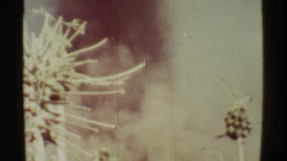 Faded Mauna Ulu 8mm frame showing pale dry plants against a blurred smoke plume and open sky.