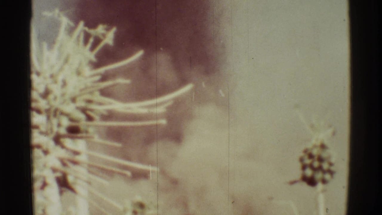 Spiky plant silhouettes and seed heads appear in front of a pale smoky sky on faded 8mm film.