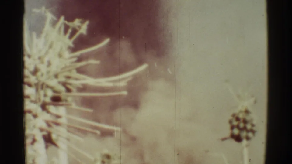 1971 Mauna Ulu, Hawaii home-movie frame showing foreground spiky plants and seed heads against a hazy smoke-filled sky.