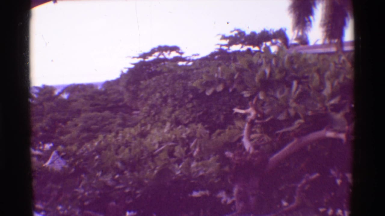 Dense tropical foliage and tree branches under a bright sky.