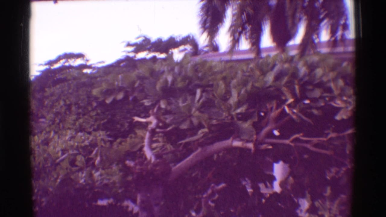 Broad-leaf tropical plants with palm trunks rising behind them.