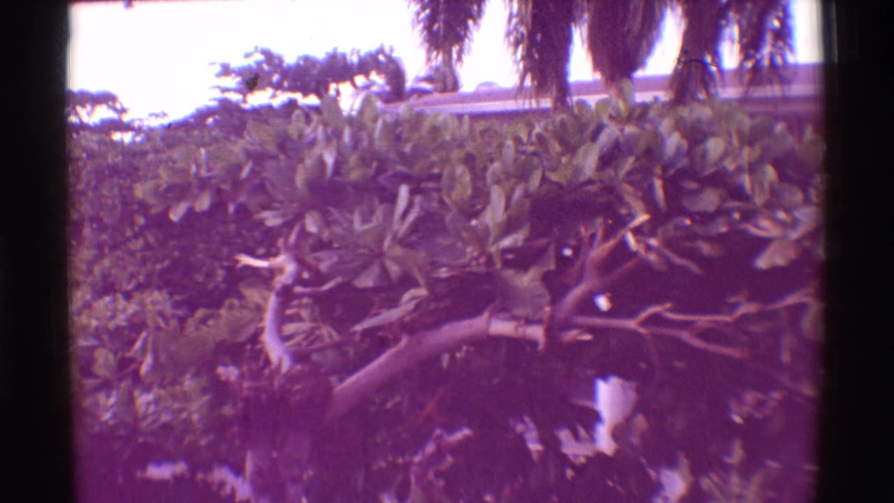 1971 Hawaii 8mm frame with soft, purple-toned garden foliage, branches, and palm trunks near the top of frame.
