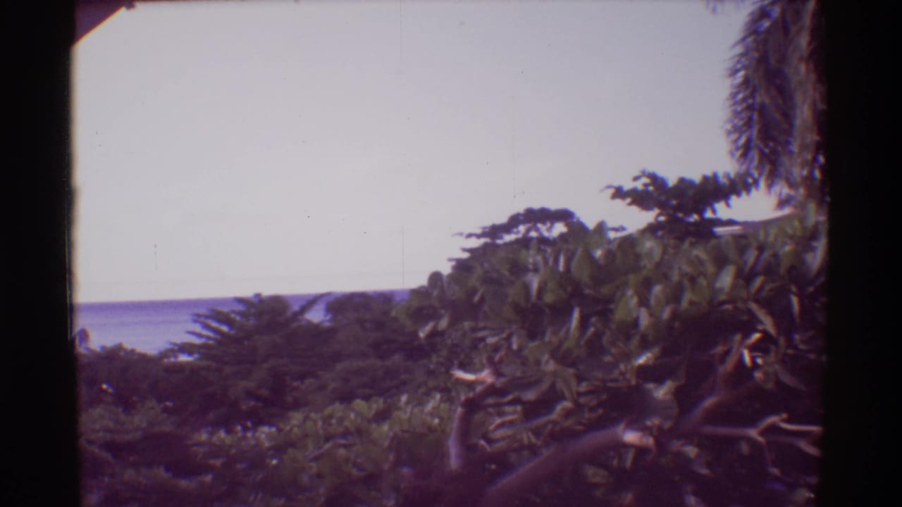 1971 Hawaii 8mm frame with dense foliage, a partial palm at the edge, bright sky, and distant water beyond the trees.