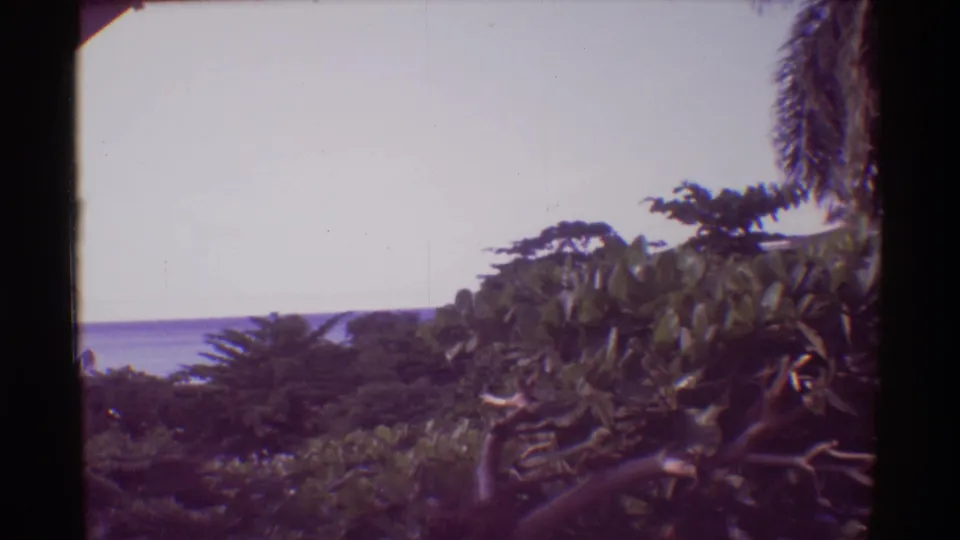 1971 Hawaii 8mm frame with dense foliage, a partial palm at the edge, bright sky, and distant water beyond the trees.