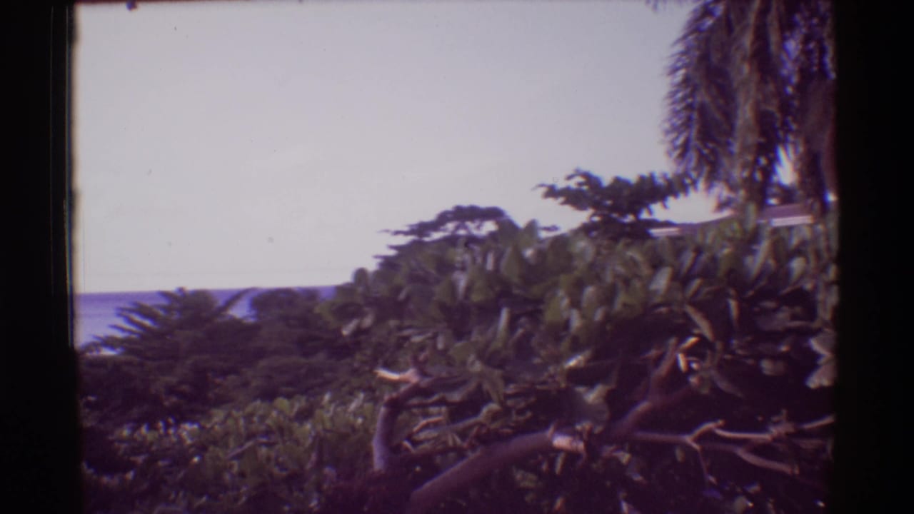 Palm trees and dense tropical foliage with a pale ocean horizon beyond.