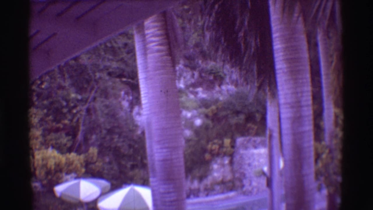 Palm trunks and white umbrellas frame a stone-walled garden area with dense foliage behind it.