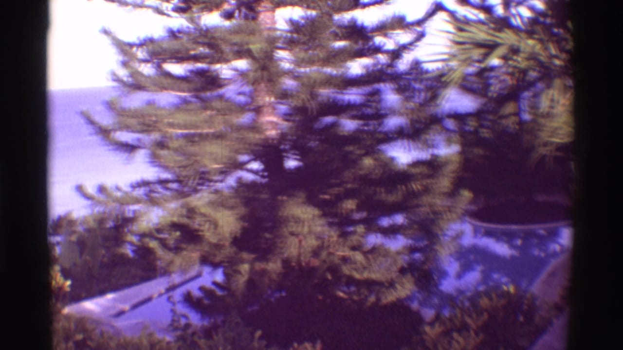 1971 Hawaii hotel-room view with soft 8mm color shift, trees in the foreground, and ocean in the distance.