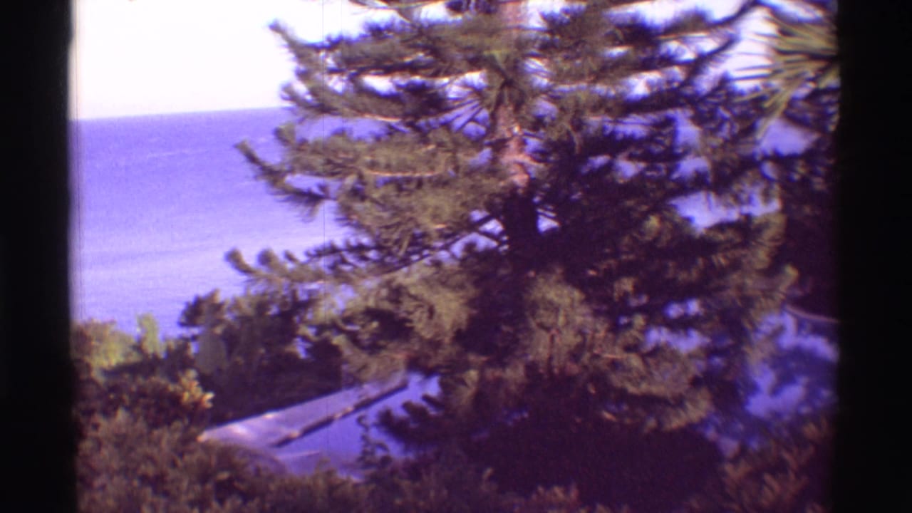 Trees and shrubs frame a blue ocean view from an elevated coastal vantage.