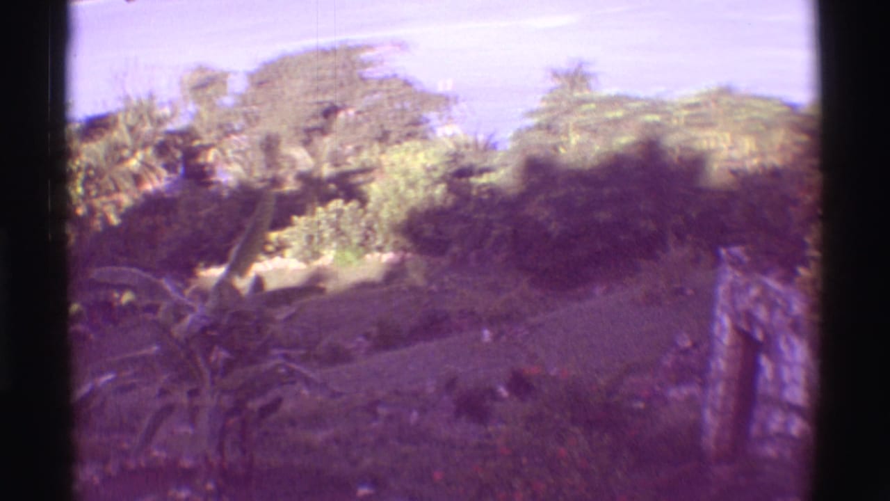 1971 Mauna Ulu, Hawaii frame with sunlit tropical planting, rough rock walls, and partial ocean view during a slow pan.