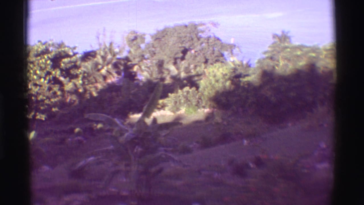 Tropical hillside vegetation with distant ocean under a bright sky.