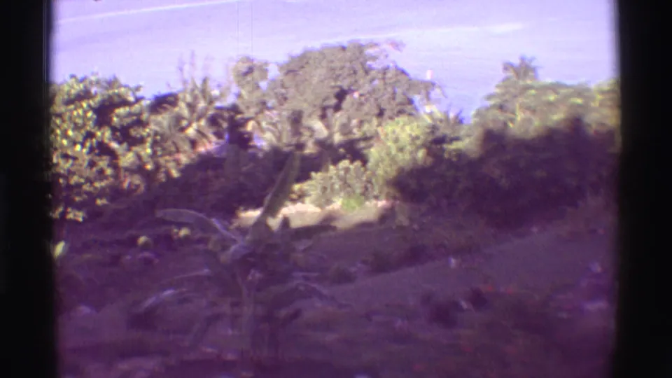 1971 8mm Mauna Ulu, Hawaii footage showing dense tropical foliage on a hillside with the sea visible beyond.