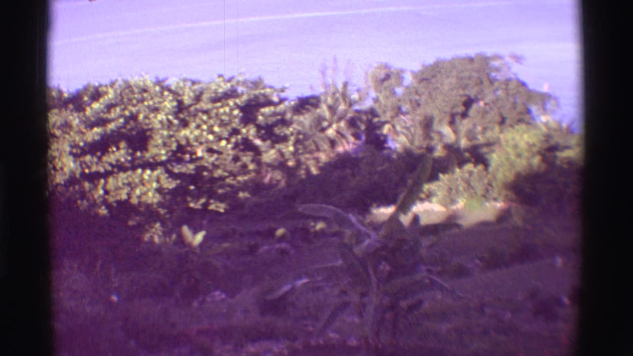 Dense tropical trees and plants with blue ocean visible in the background.