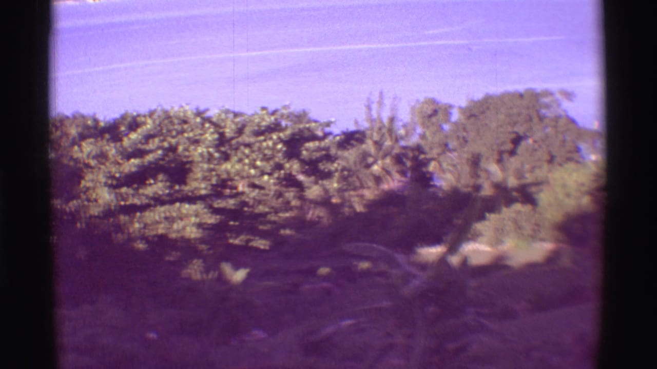 Soft, purple-shifted 1971 8mm view across Mauna Ulu hillside vegetation toward a bright coastal sky.