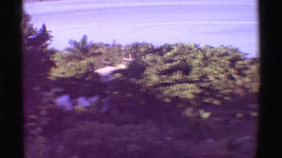 1971 Hawaii 8mm view from above dense tropical vegetation toward calm blue water, with soft focus and purple film cast.