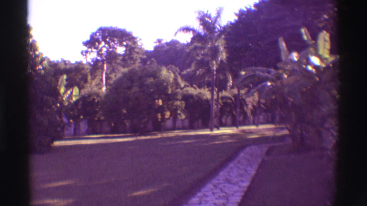 Sunny road and lawn bordered by palms, shrubs, and broad-leaf tropical plants.