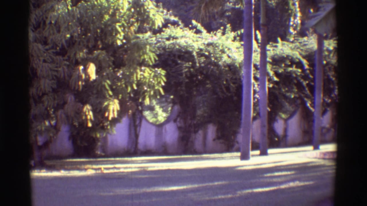 Sunlit tropical roadside with vine-covered wall, palm trunks, and utility poles.