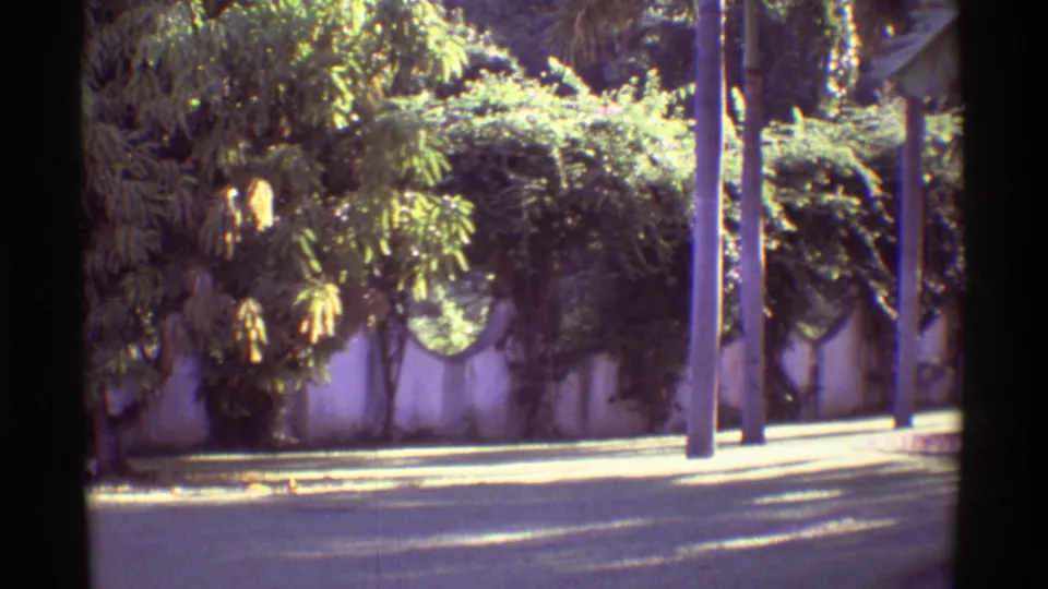 1971 8mm Hawaii travel frame showing a quiet road beside a vine-covered wall, palm trunks, utility poles, and dense greenery.