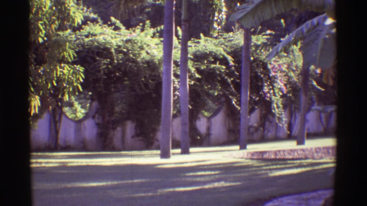 Tropical street scene with palms, utility poles, and a low wall under bright sun.