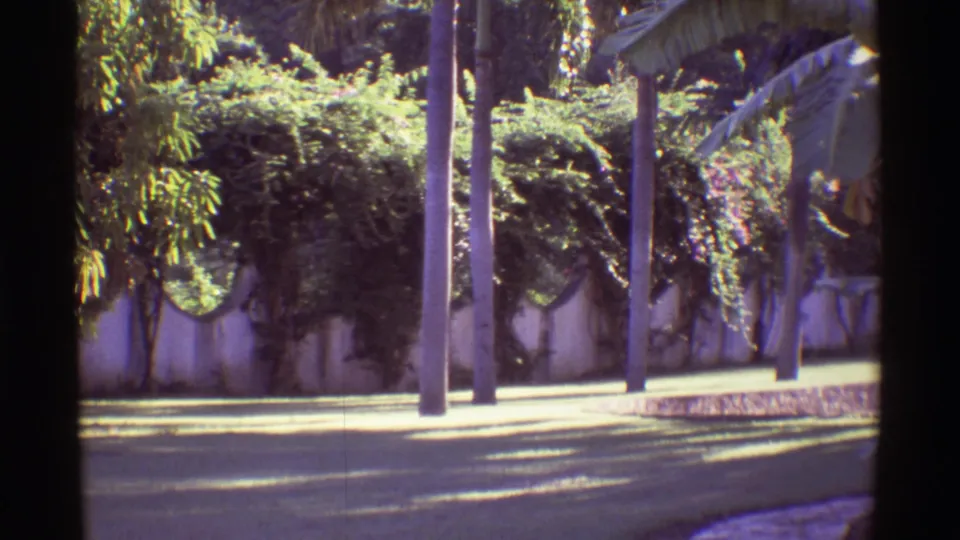 1971 8mm Hawaii travel view of a bright roadside with palm trunks, utility poles, a low wall, and thick tropical planting.