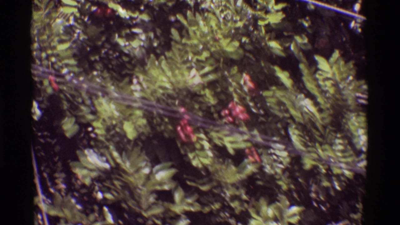 Green foliage with small red berries seen through a dark 8mm frame edge.