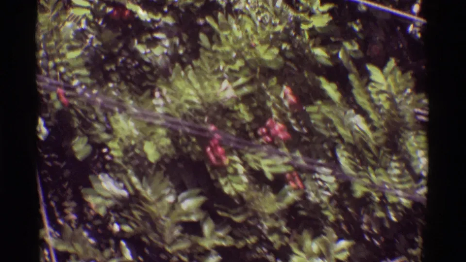 1971 Mauna Ulu home-movie frame showing leafy tropical branches with small red berries and dark film gate borders.