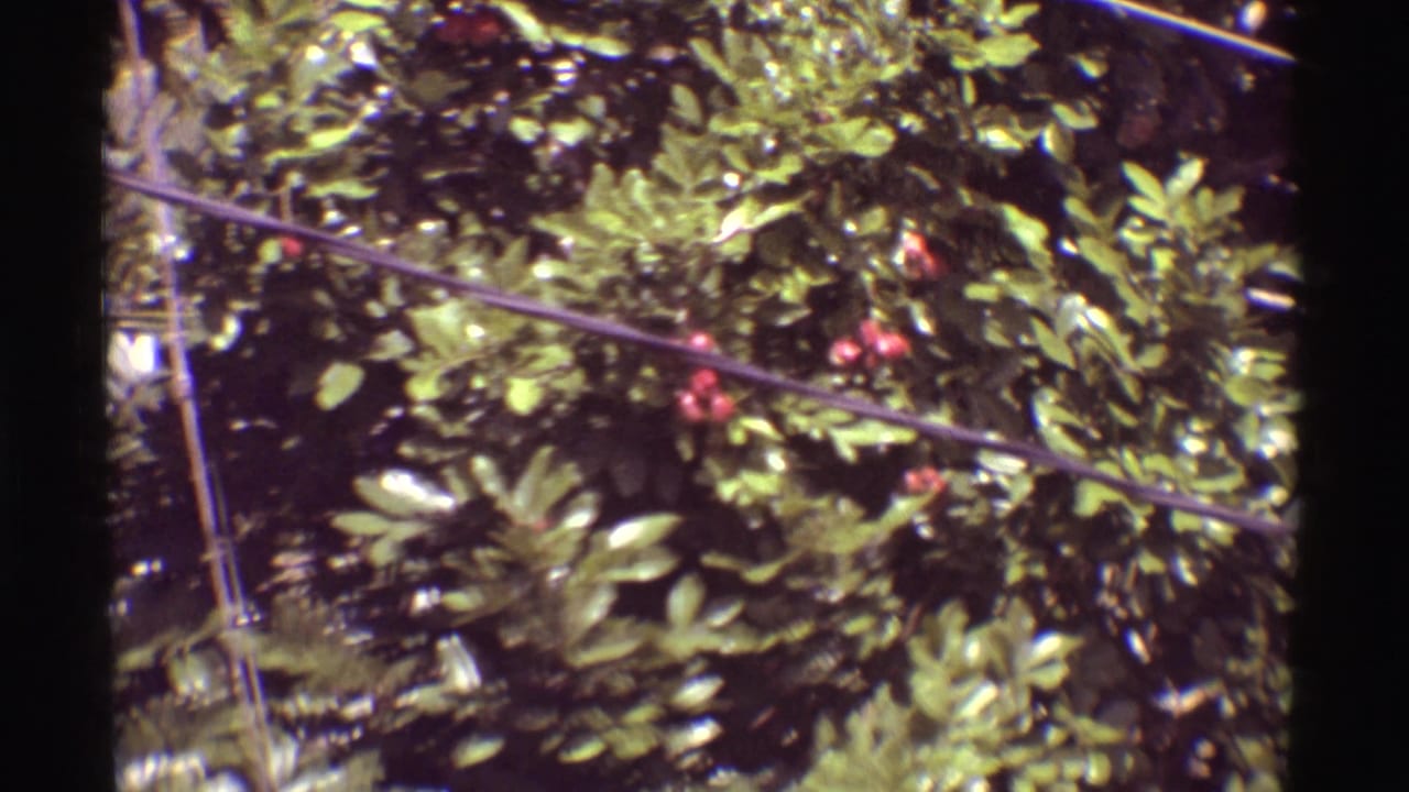 Dense green tree canopy with red berries and overhead utility wires.