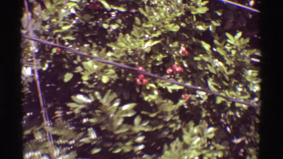 1971 Mauna Ulu frame of tropical foliage with red berries crossed by overhead wires during a slow handheld pan.
