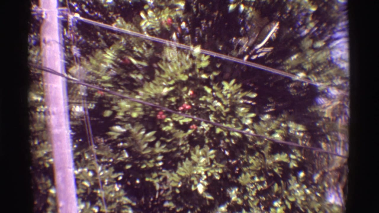 1971 Mauna Ulu 8mm frame showing a telephone pole, overhead wires, palm leaves, and berry-filled foliage.