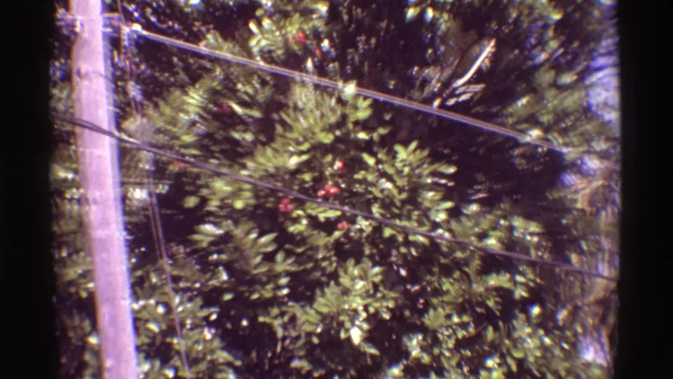 1971 Mauna Ulu 8mm frame showing a telephone pole, overhead wires, palm leaves, and berry-filled foliage.
