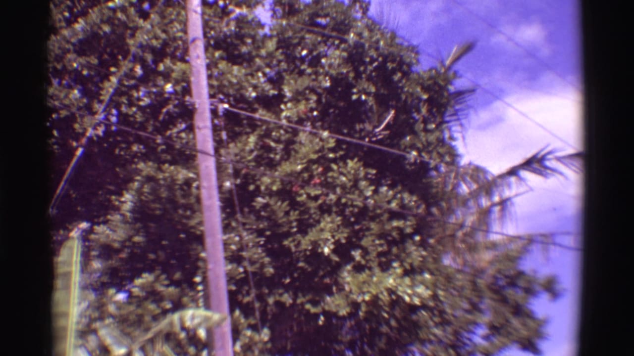 1971 Mauna Ulu home-movie frame with a telephone pole beside dense tropical foliage, palm fronds, wires, and bright sky.