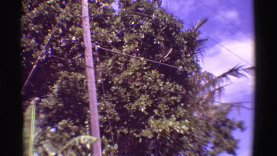 1971 Mauna Ulu home-movie frame with a telephone pole beside dense tropical foliage, palm fronds, wires, and bright sky.