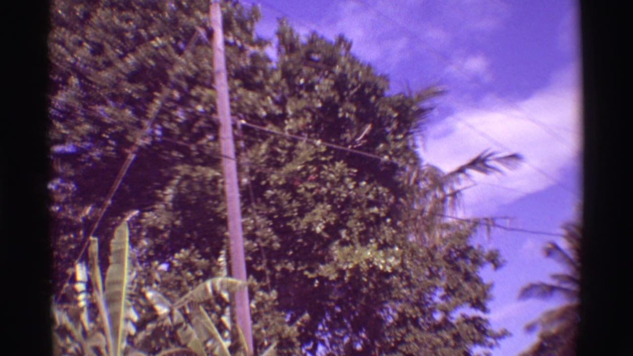 Tall tropical trees and telephone lines against a purple-blue sky.