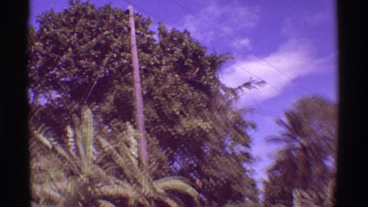 Tropical trees, palms, and telephone wires fill the frame.