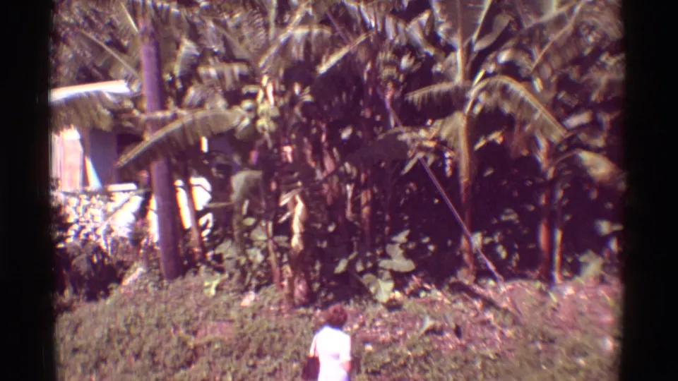1971 Mauna Ulu, Hawaii frame with a distant person facing dense banana plants and wind-tossed leaves.