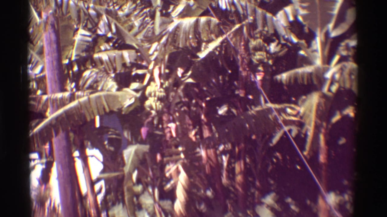 Close 1971 Hawaii 8mm view of banana leaves, a hanging banana bunch, and layered tropical foliage.