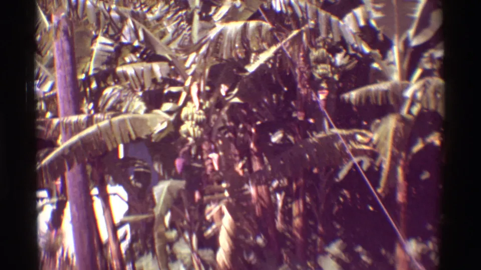 Close 1971 Hawaii 8mm view of banana leaves, a hanging banana bunch, and layered tropical foliage.