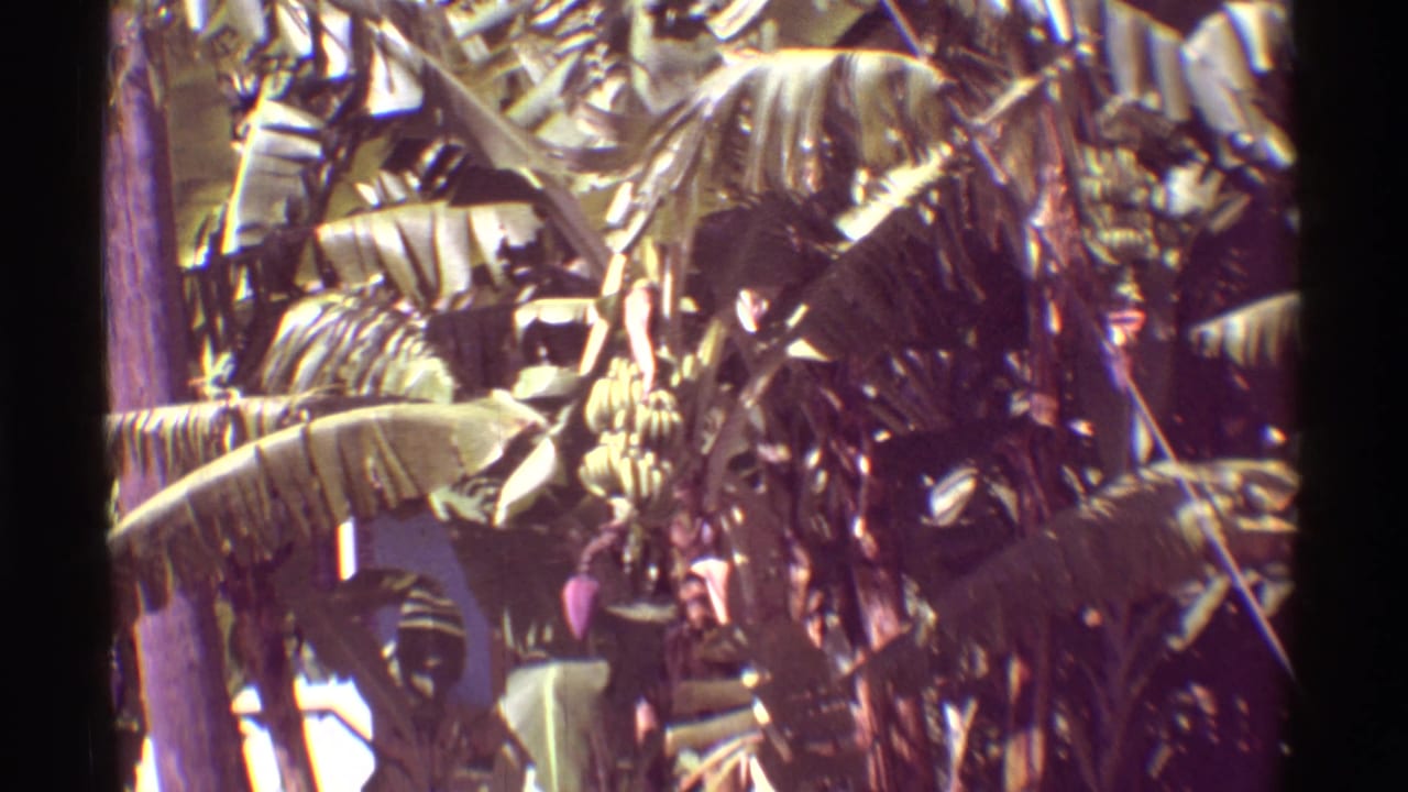 1971 Mauna Ulu, Hawaii 8mm frame filled with banana plants, hanging fruit, and dense tropical leaves.