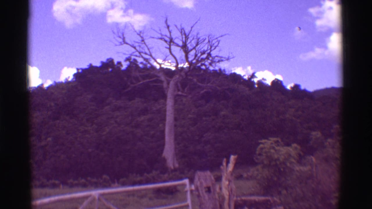 Bare lone tree stands against a wooded hillside and purple sky with a low fence in the foreground.
