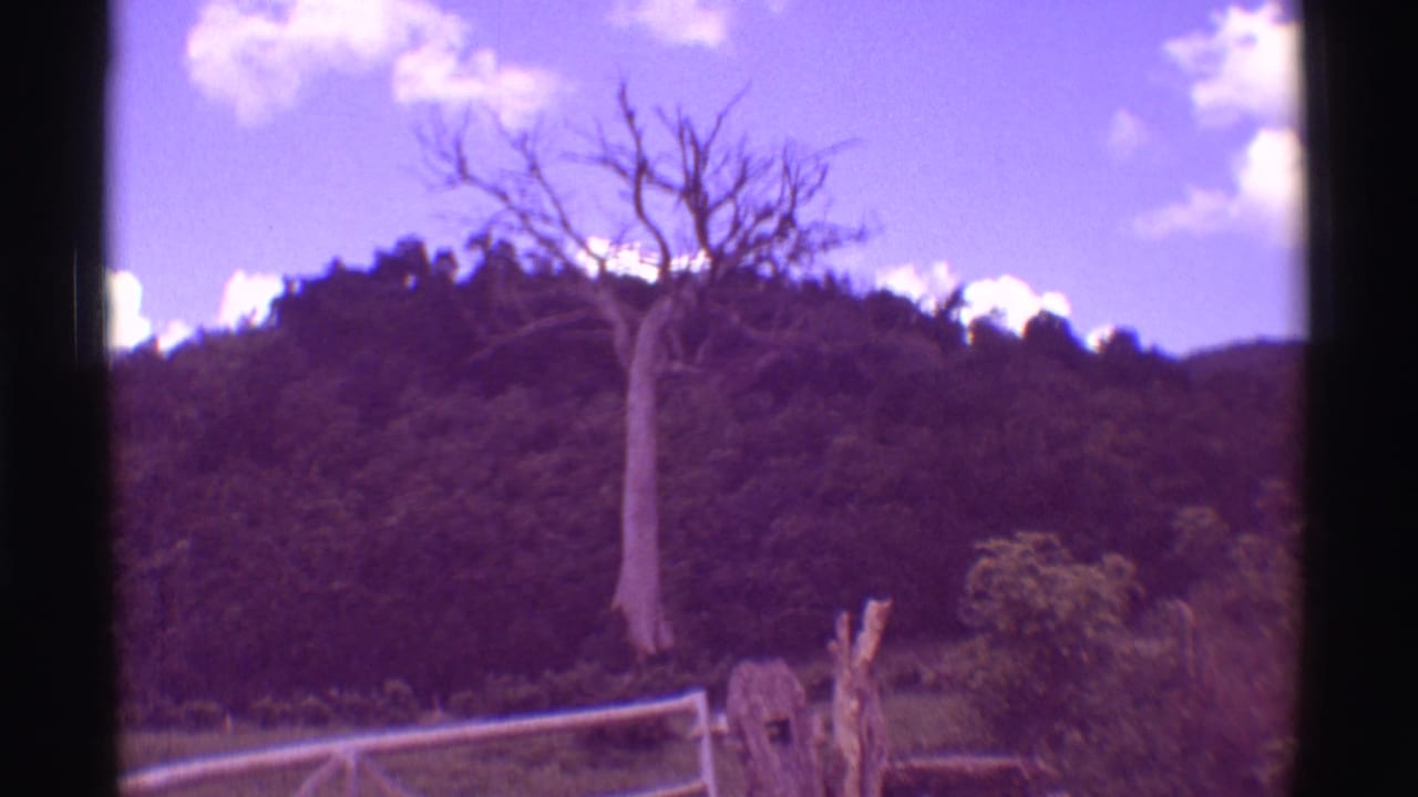 1971 Mauna Ulu, Hawaii view of a stark bare tree rising above dense hillside vegetation, with a fence and brush in the foreground.