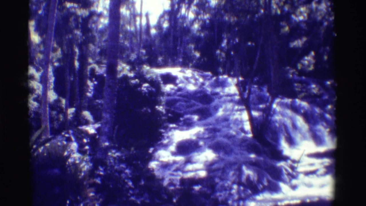 Forest stream and waterfall viewed through trees with blue-purple film tint.