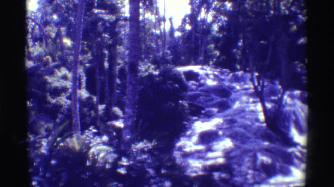 Forest stream winding between rocks, trees, and tropical plants.