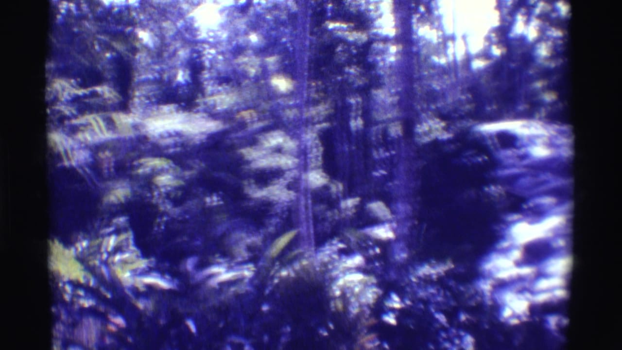Handheld 8mm frame from 1971 Hawaii showing blurred jungle vegetation, tree trunks, and a bright stream edge.