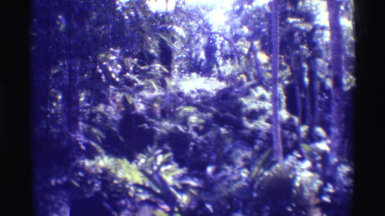 1971 Mauna Ulu home-movie frame showing dense tropical foliage, ferns, rocks, and filtered light in a forest setting.