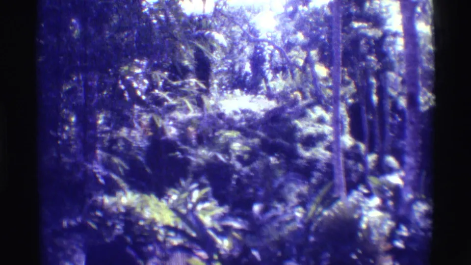 1971 Mauna Ulu home-movie frame showing dense tropical foliage, ferns, rocks, and filtered light in a forest setting.