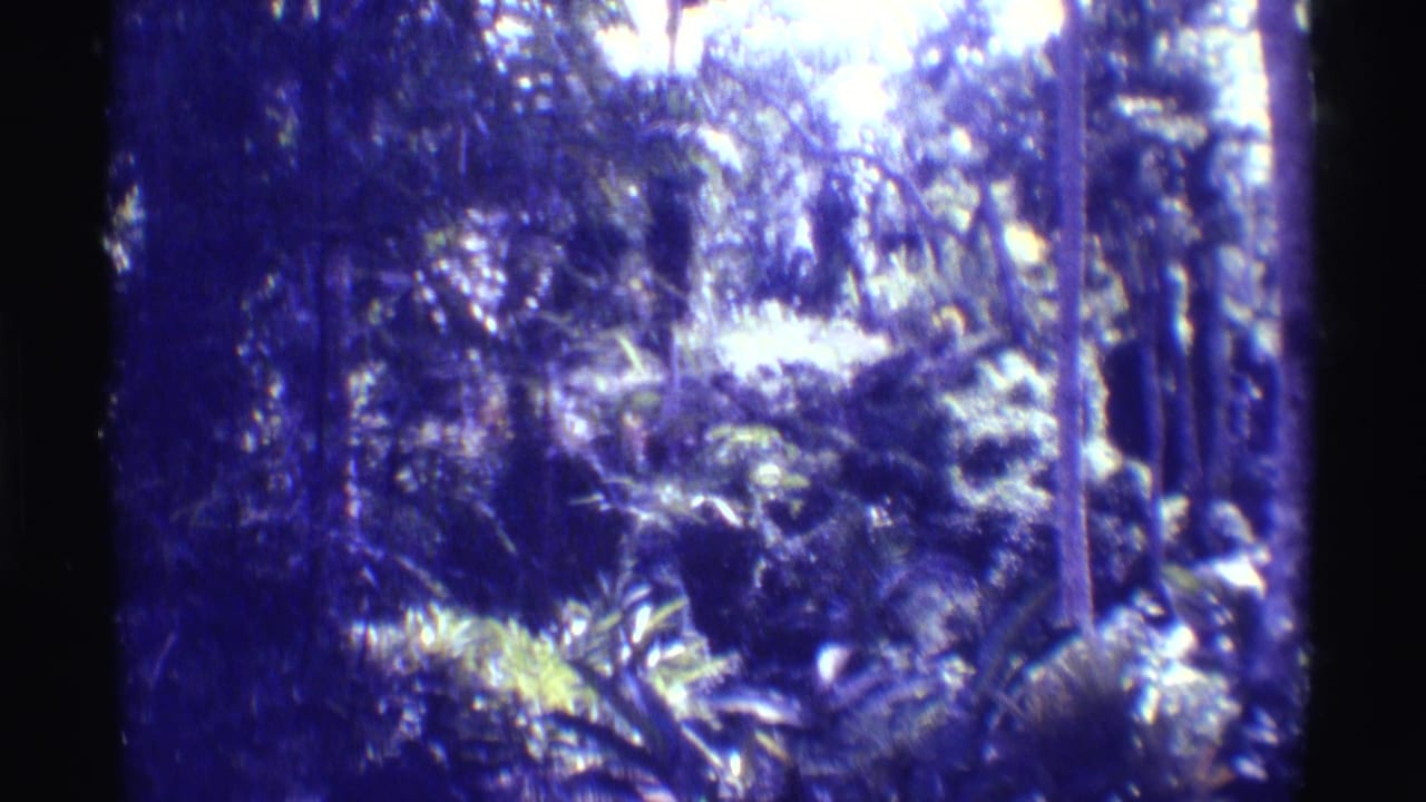 1971 8mm Mauna Ulu, Hawaii view of dense tropical trees and foliage, rendered with soft focus and blue-purple color shift.
