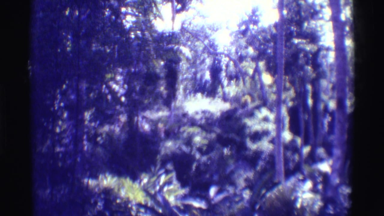 Tropical forest canopy and dense foliage seen through soft, shifted 8mm color.