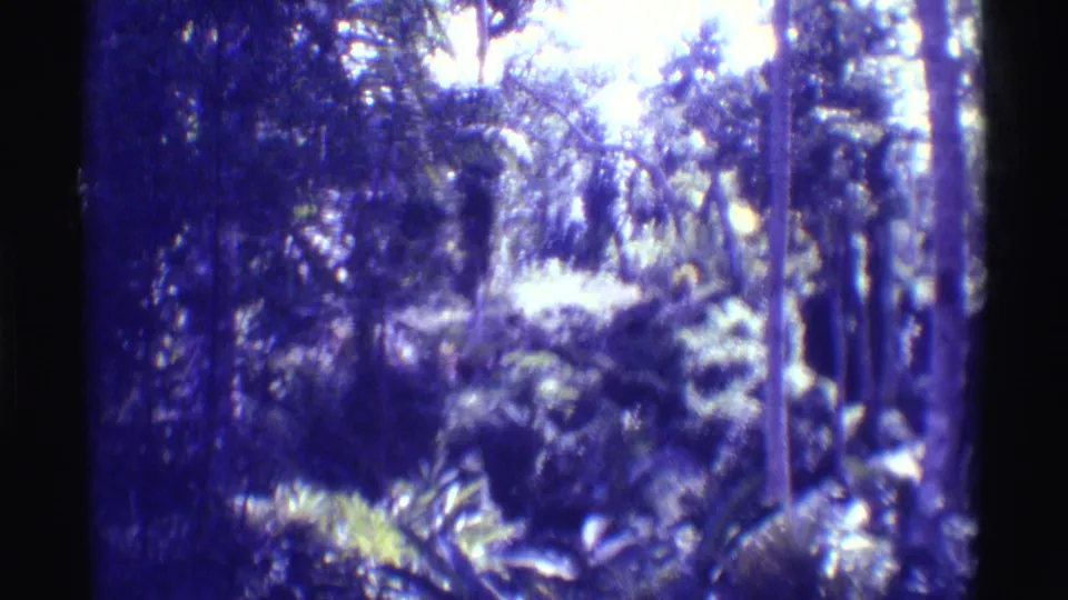 Mauna Ulu, Hawaii forest foliage appears in soft 1971 8mm home-movie footage with bright highlights and strong blue-purple aging.