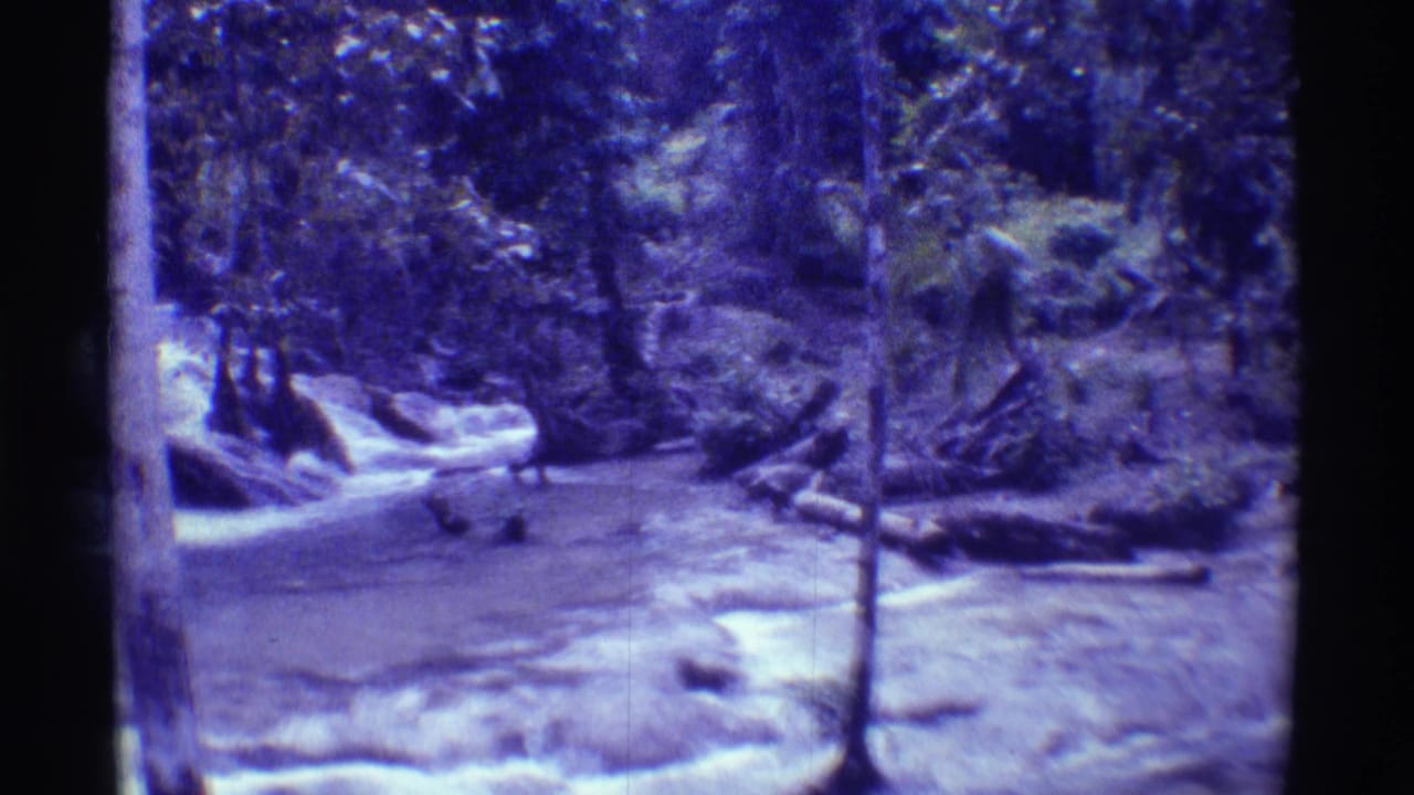 Wooded stream flowing past rocks and tree trunks with dense foliage.