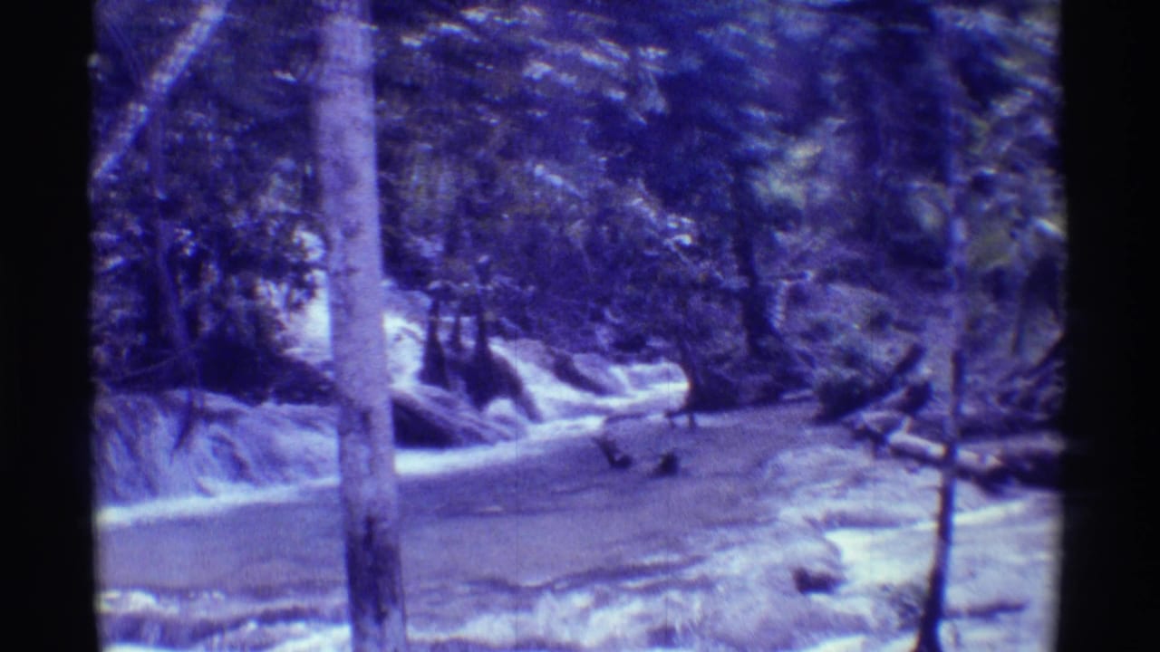 Stream water and rocks framed by tree trunks and thick vegetation.